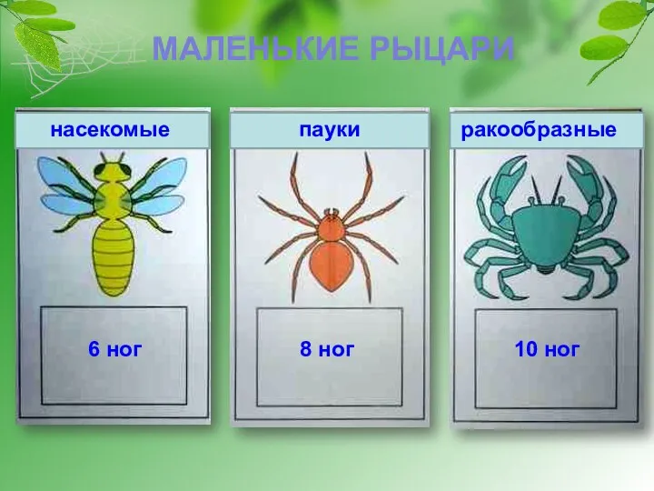 МАЛЕНЬКИЕ РЫЦАРИ насекомые пауки ракообразные 6 ног 8 ног 10 ног