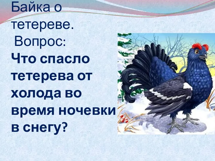 Байка о тетереве. Вопрос: Что спасло тетерева от холода во время ночевки в снегу?