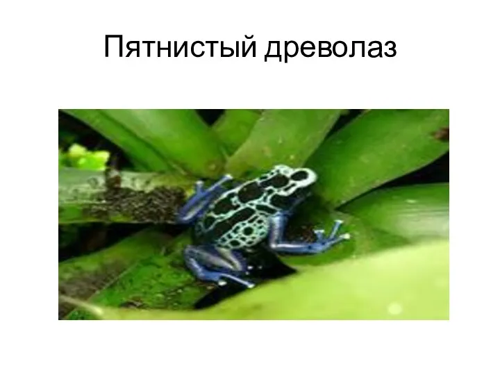 Пятнистый древолаз