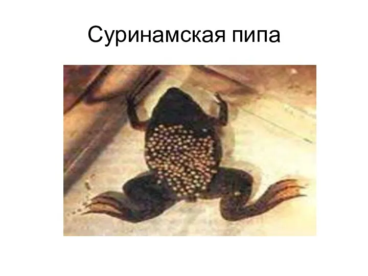 Суринамская пипа