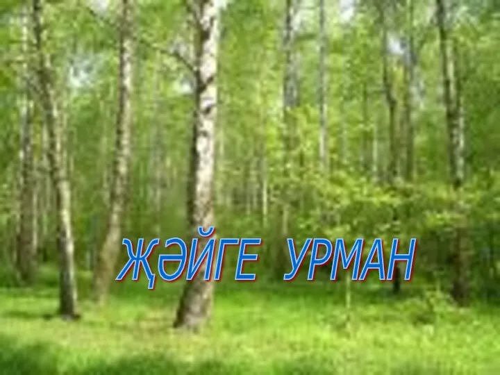 ҖӘЙГЕ УРМАН