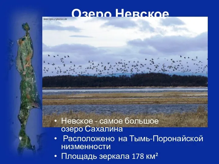 Озеро Невское Невское - самое большое озеро Сахалина Расположено на Тымь-Поронайской низменности Площадь зеркала 178 км²