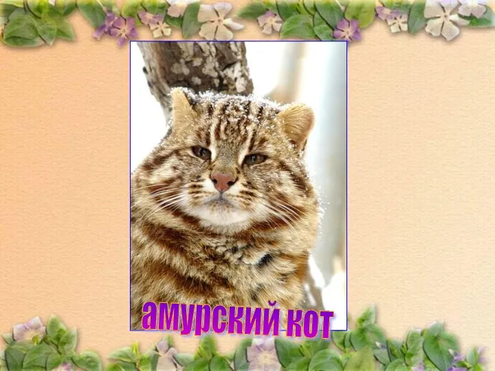 амурский кот