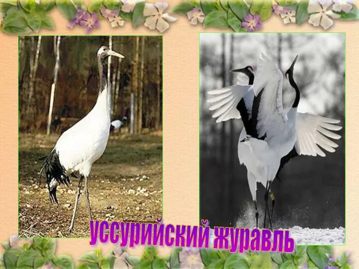 уссурийский журавль