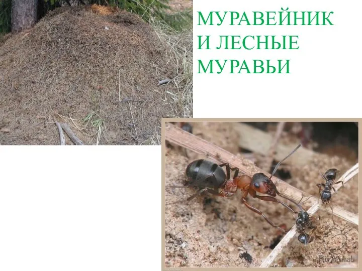 МУРАВЕЙНИК И ЛЕСНЫЕ МУРАВЬИ