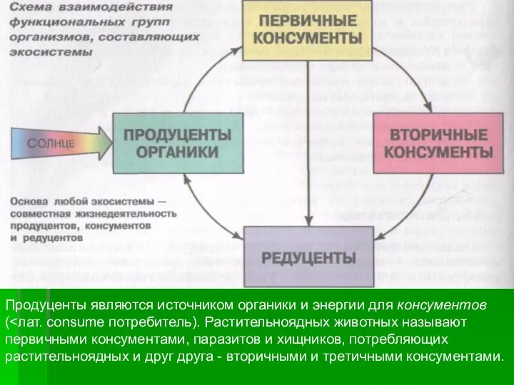 Продуценты являются источником органики и энергии для консументов (