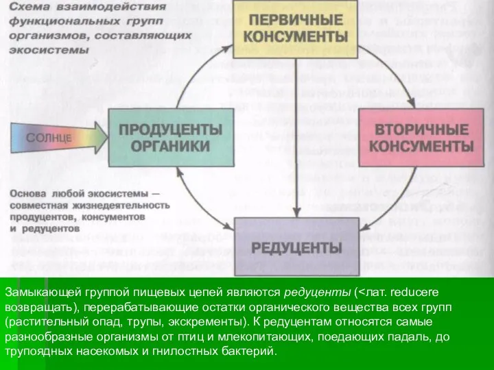 Замыкающей группой пищевых цепей являются редуценты (