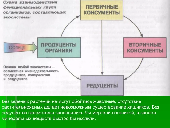 Без зеленых растений не могут обойтись животные, отсутствие растительноядных делает