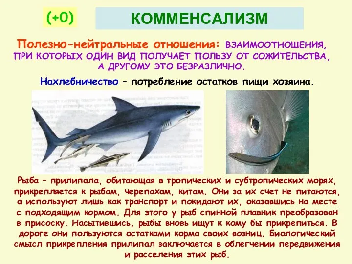 Полезно-нейтральные отношения: ВЗАИМООТНОШЕНИЯ, ПРИ КОТОРЫХ ОДИН ВИД ПОЛУЧАЕТ ПОЛЬЗУ ОТ