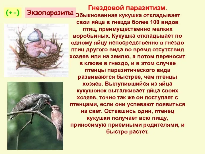 Гнездовой паразитизм. Обыкновенная кукушка откладывает свои яйца в гнезда более