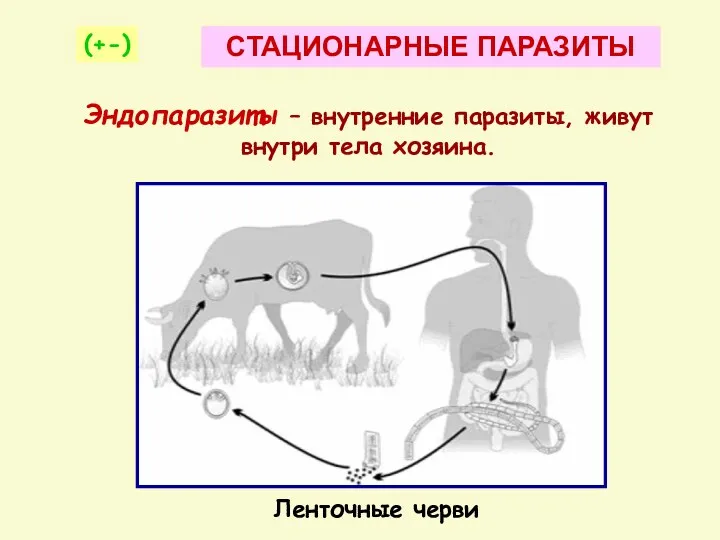 Ленточные черви Эндопаразиты – внутренние паразиты, живут внутри тела хозяина. (+-) СТАЦИОНАРНЫЕ ПАРАЗИТЫ