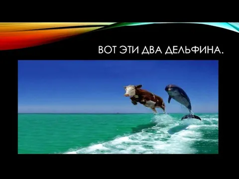 ВОТ ЭТИ ДВА ДЕЛЬФИНА.