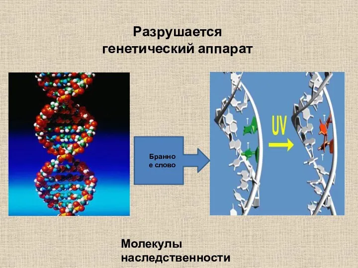 Разрушается генетический аппарат Молекулы наследственности Бранное слово