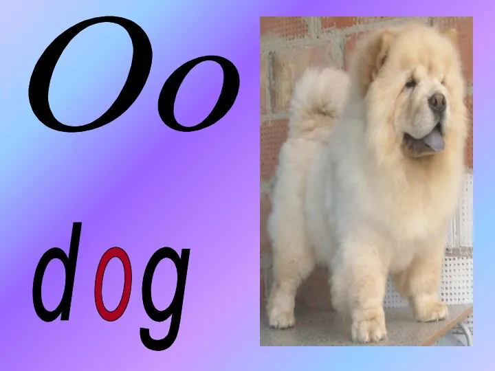 Oo d o g