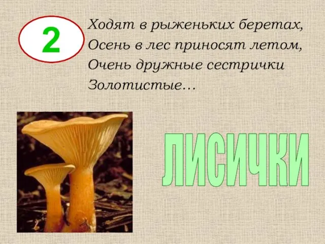 2 Ходят в рыженьких беретах, Осень в лес приносят летом, Очень дружные сестрички Золотистые… лисички