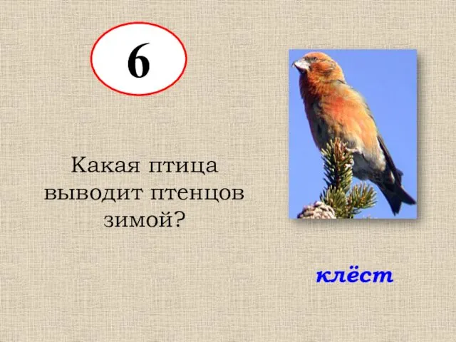 6 Какая птица выводит птенцов зимой? клёст