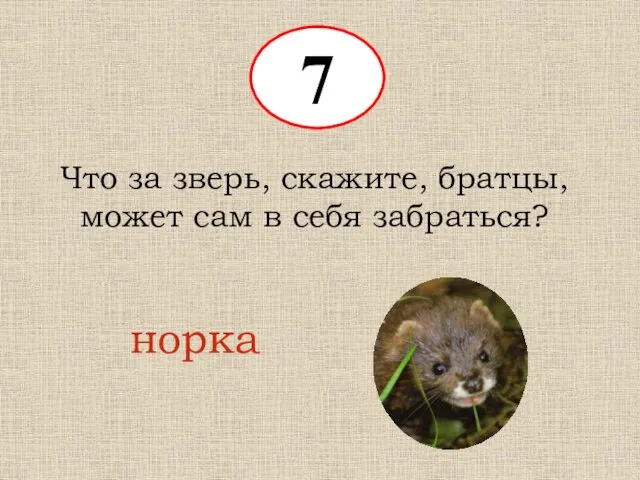 7 Что за зверь, скажите, братцы, может сам в себя забраться? норка