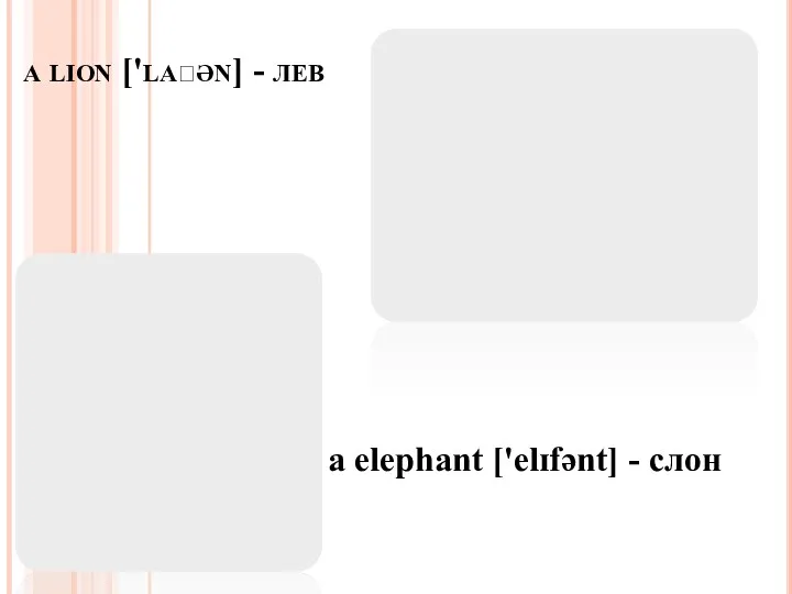 a lion ['laɪən] - лев a elephant ['elɪfənt] - слон
