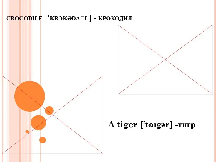 crocodile ['krɔkədaɪl] - крокодил A tiger [’taɪgər] -тигр