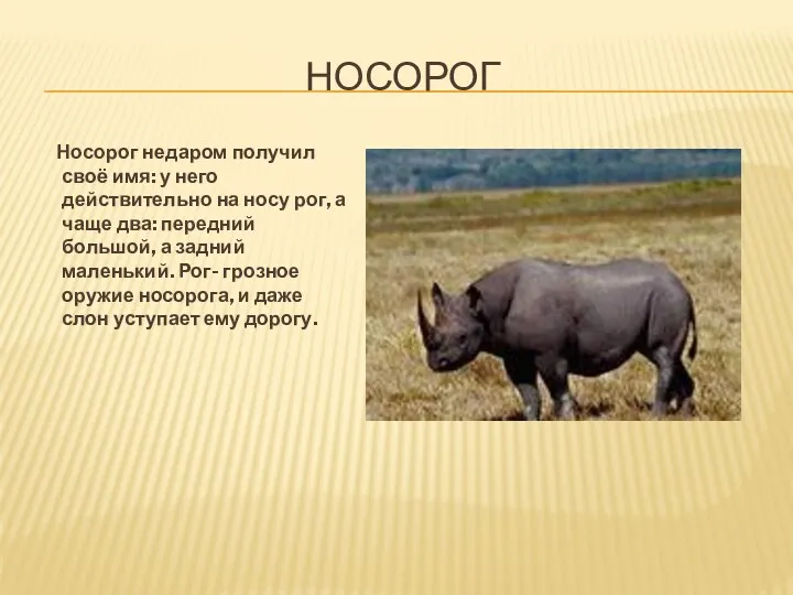 НОСОРОГ Носорог недаром получил своё имя: у него действительно на