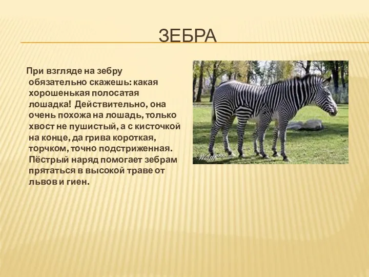 зебра При взгляде на зебру обязательно скажешь: какая хорошенькая полосатая