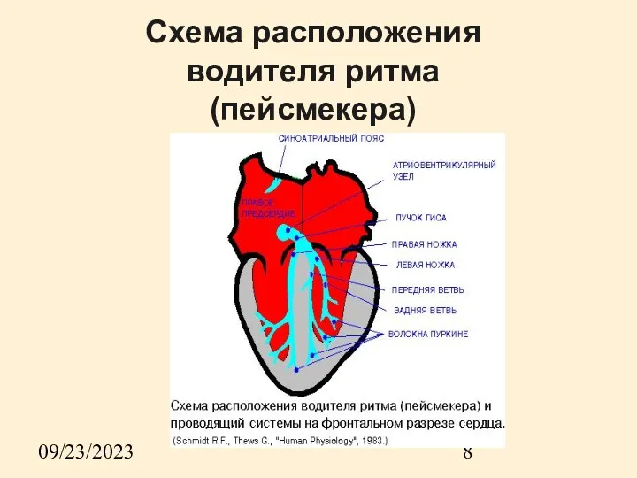 09/23/2023 Схема расположения водителя ритма (пейсмекера)