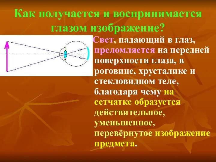 Как получается и воспринимается глазом изображение? Свет, падающий в глаз,