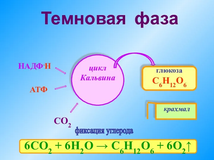 Темновая фаза глюкоза С6Н12О6 СО2 крахмал фиксация углерода