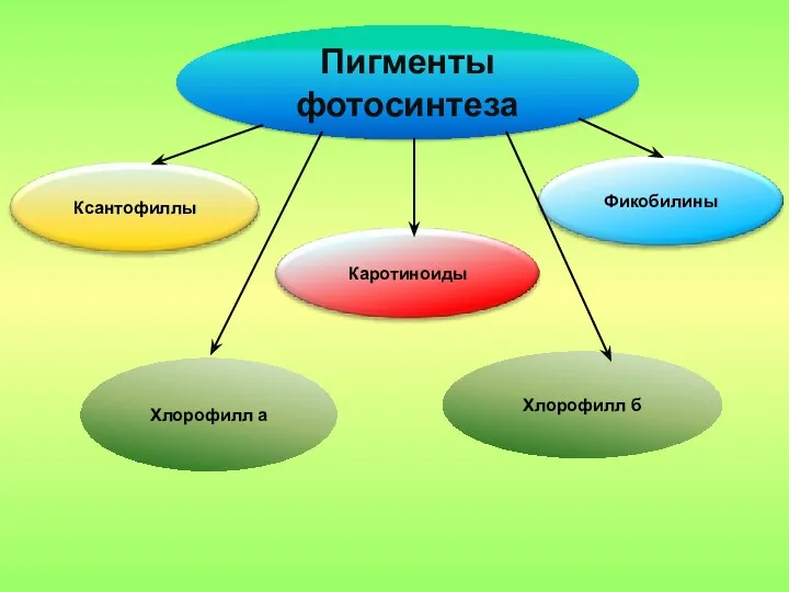Пигменты фотосинтеза Хлорофилл б Хлорофилл а