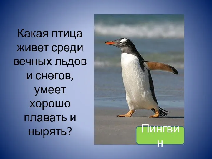 Какая птица живет среди вечных льдов и снегов, умеет хорошо плавать и нырять? Пингвин