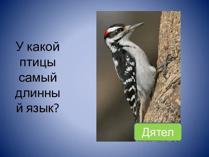 У какой птицы самый длинный язык? Дятел