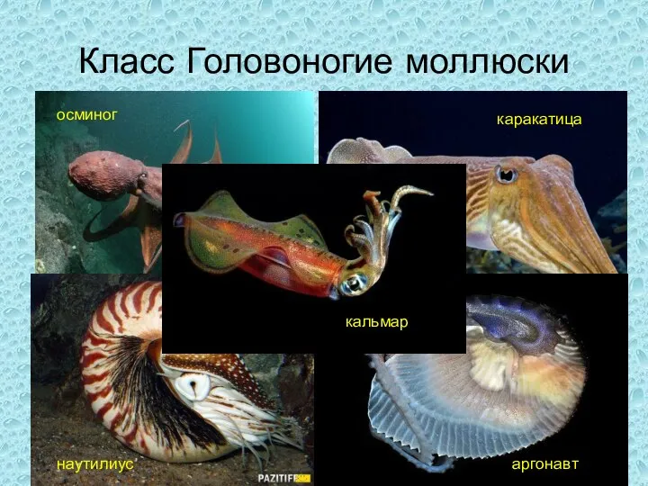 Класс Головоногие моллюски осминог каракатица наутилиус аргонавт кальмар