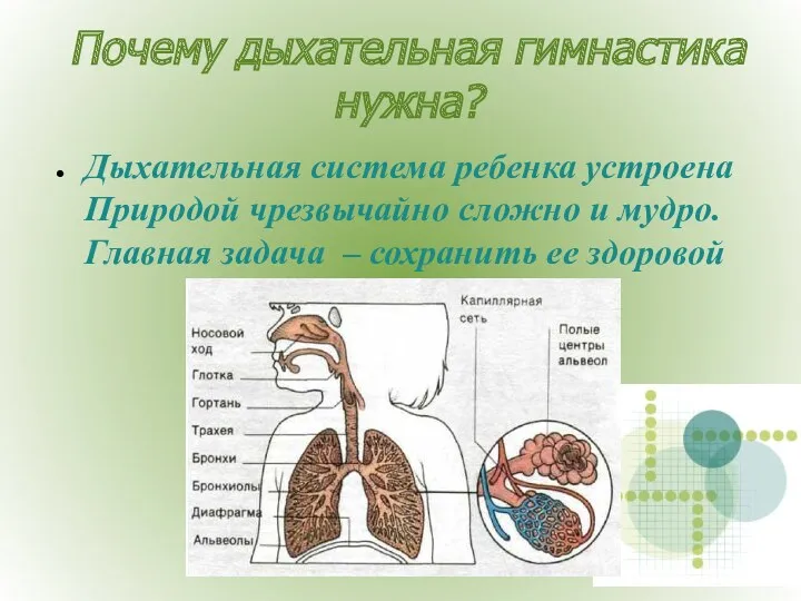 Почему дыхательная гимнастика нужна? Дыхательная система ребенка устроена Природой чрезвычайно сложно и мудро.