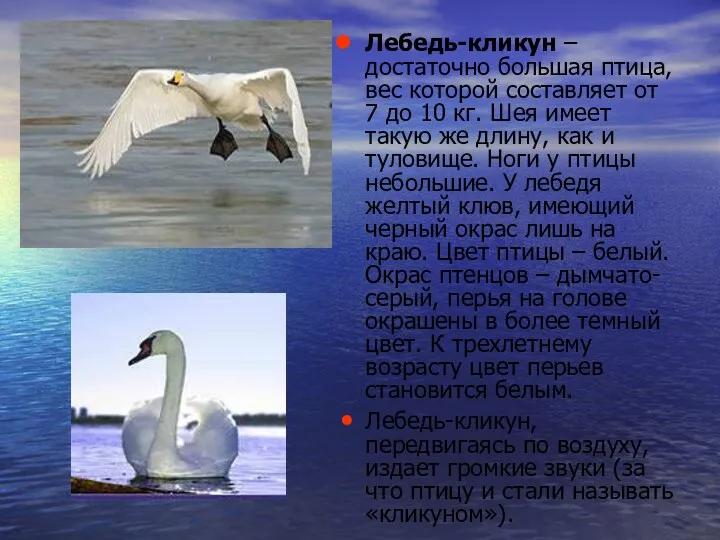 Лебедь-кликун – достаточно большая птица, вес которой составляет от 7 до 10 кг.