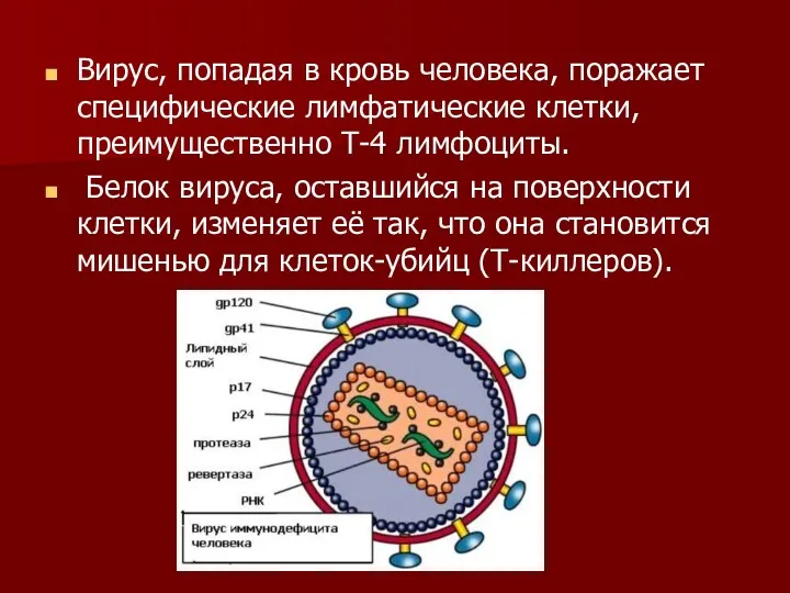 Вирус, попадая в кровь человека, поражает специфические лимфатические клетки, преимущественно