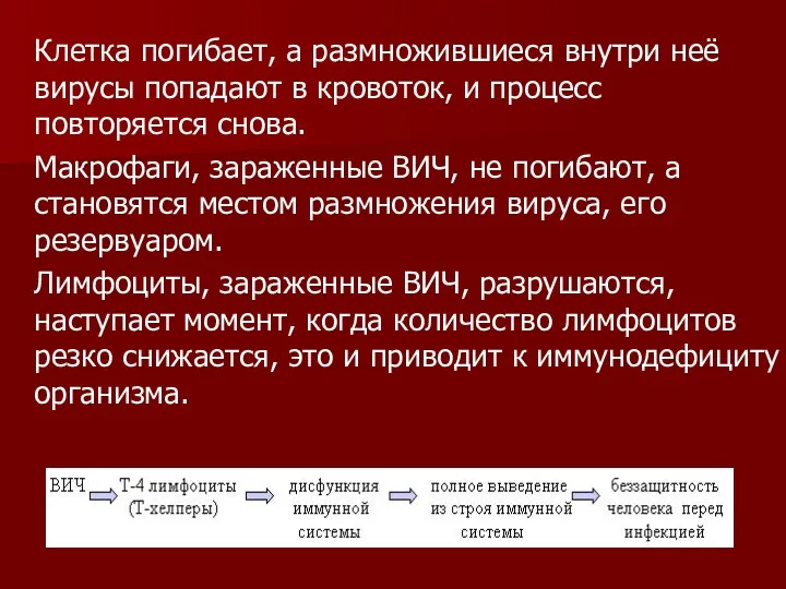 Клетка погибает, а размножившиеся внутри неё вирусы попадают в кровоток,