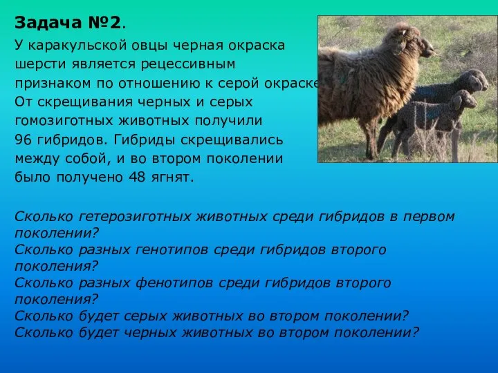 Задача №2. У каракульской овцы черная окраска шерсти является рецессивным признаком по отношению