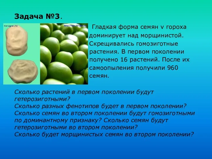 Задача №3. Гладкая форма семян v гороха доминирует над морщинистой. Скрещивались гомозиготные растения.