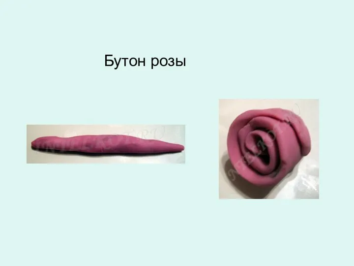 Бутон розы