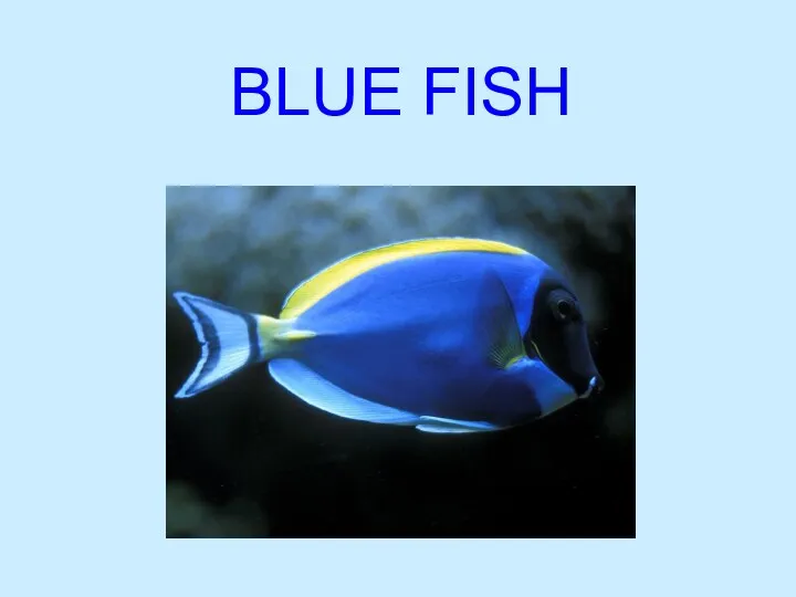 BLUE FISH