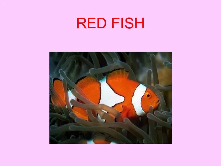 RED FISH