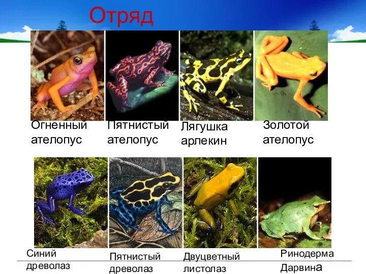 Отряд Бесхвостые Огненный ателопус Пятнистый ателопус Лягушка арлекин Золотой ателопус