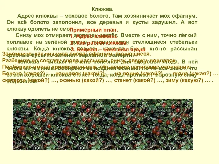 Клюква. Адрес клюквы – моховое болото. Там хозяйничает мох сфагнум.