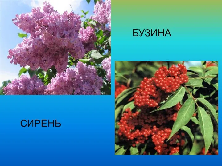 СИРЕНЬ БУЗИНА