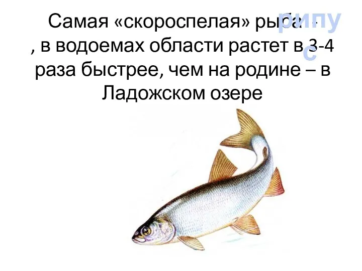 Самая «скороспелая» рыба - , в водоемах области растет в