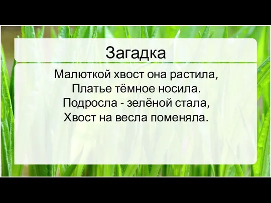 Загадка Малюткой хвост она растила, Платье тёмное носила. Подросла - зелёной стала, Хвост на весла поменяла.