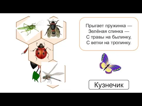 Прыгает пружинка — Зелёная спинка — С травы на былинку, С ветки на тропинку. Кузнечик