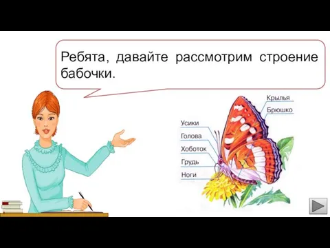 Ребята, давайте рассмотрим строение бабочки.