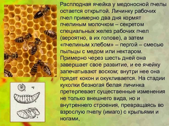 Расплодная ячейка у медоносной пчелы остается открытой. Личинку рабочих пчел