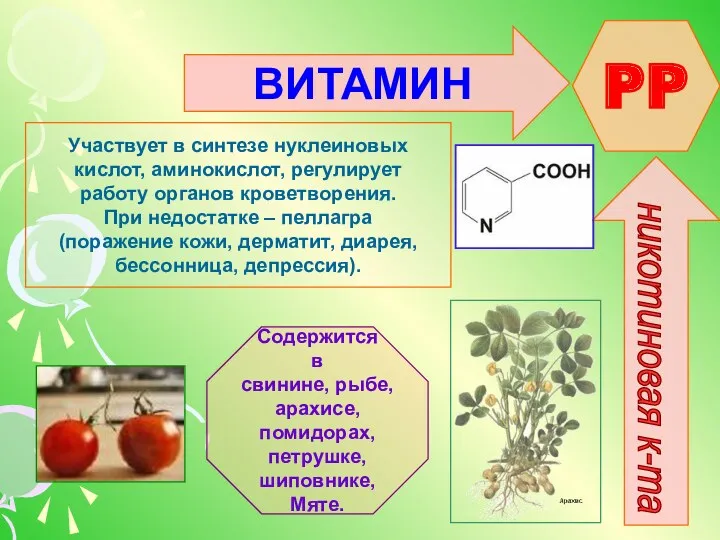 ВИТАМИН PP никотиновая к-та Участвует в синтезе нуклеиновых кислот, аминокислот,